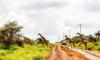 Masai Mara Wildebeest Migration Safari